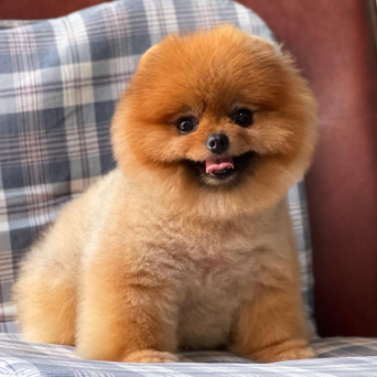 Pomeranian